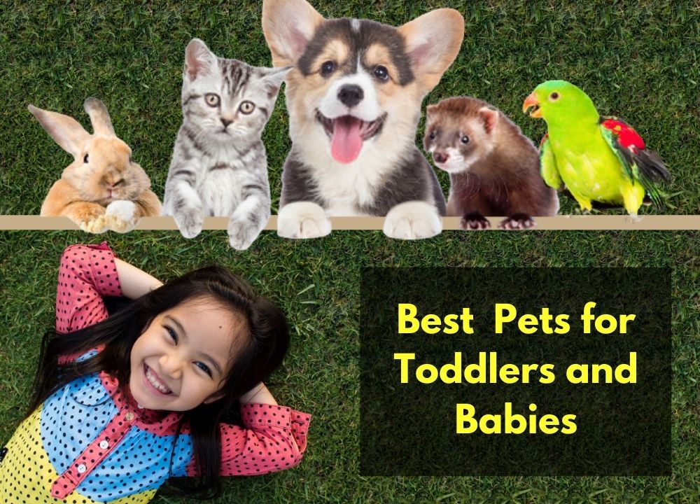 Best Pets for Toddlers and Babies